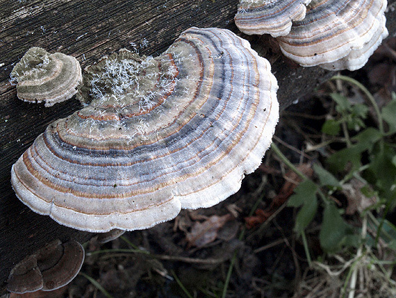 trúdnikovec pestrý Trametes versicolor (L.) Lloyd