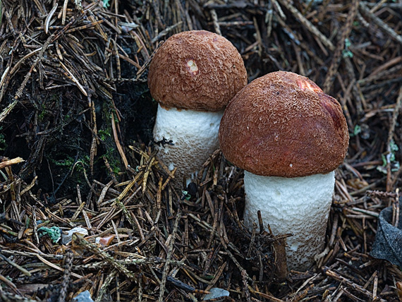 kozák smrekový Leccinum piceinum Pilát & Dermek