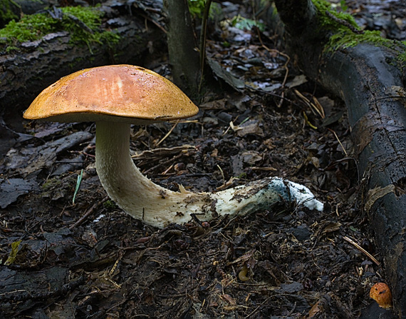 kozák osikový Leccinum albostipitatum den Bakker & Noordel.