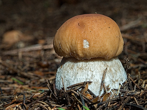 hríb smrekový Boletus edulis Bull.