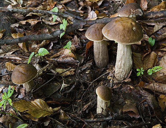 kozák hrabový Leccinum pseudoscabrum (Kallenb.) Šutara