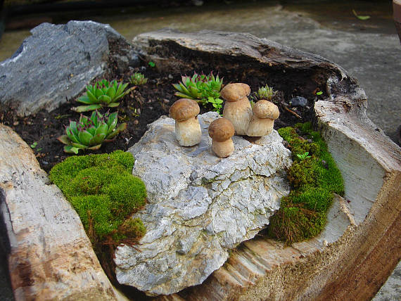 hríb dubový Boletus reticulatus