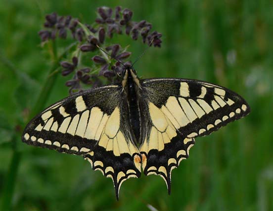 vidlochvost feniklový Papilio machaon