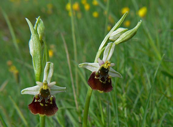 hmyzovník Ophrys holoserica (Burm. F.) Greuter