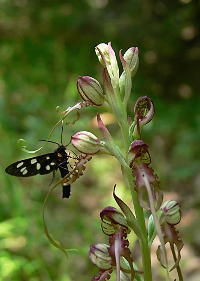 jazýčkovec  Himantoglossum jankae Somlyay, Kreutz &amp; Óvári