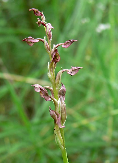 červenohlav ploštičný Anacamptis coriophora (L.) R. M. Bateman, A. M. Pringeon & M. W. Chase