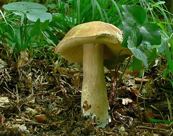 hríb dubový Boletus reticulatus Schaeff.