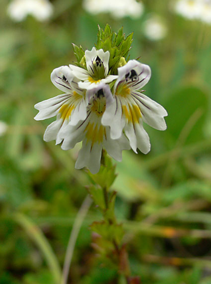 očianka rostkovova Euphrasia rostkoviana Hayne