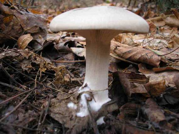 strmuľka inovaťová Clitocybe nebularis (Batsch) P. Kumm.