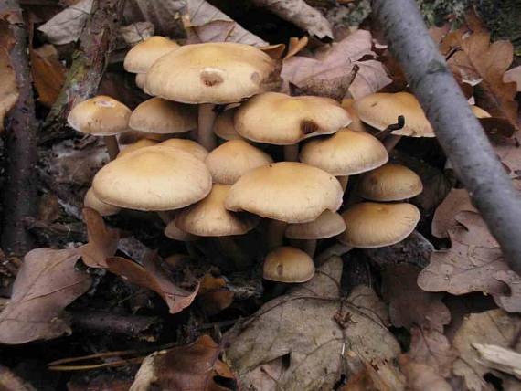 drobuľka Psathyrella sp.