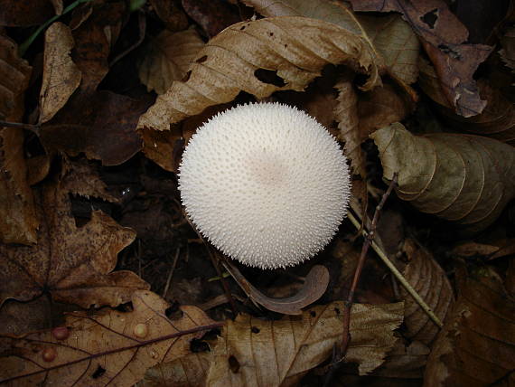 prášnica bradavičnatá Lycoperdon perlatum Pers.