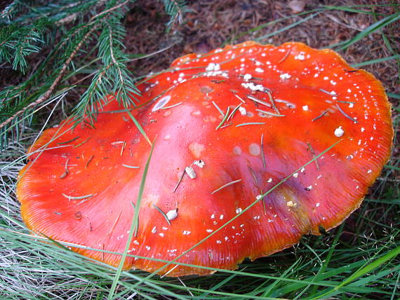 muchotrávka červená Amanita muscaria (L.) Lam.