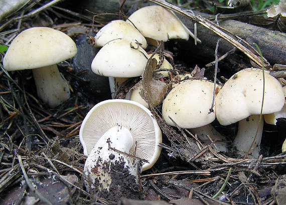 čírovnica májová Calocybe gambosa (Fr.) Donk