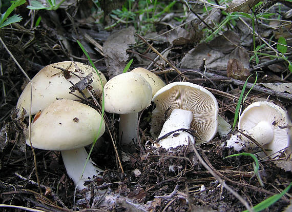 čírovnica májová Calocybe gambosa (Fr.) Donk