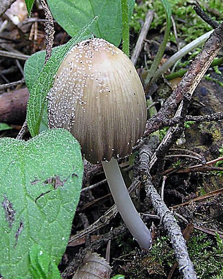 hnojník Coprinus sp.