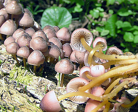 prilbička žltohlúbiková Mycena renati Quél.