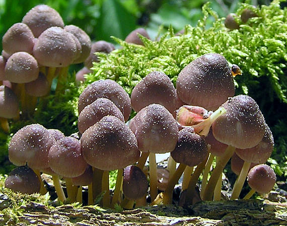 prilbička žltohlúbiková Mycena renati Quél.