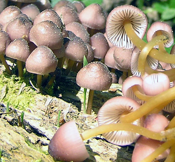 prilbička žltohlúbiková Mycena renati Quél.