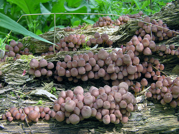 prilbička žltohlúbiková Mycena renati Quél.