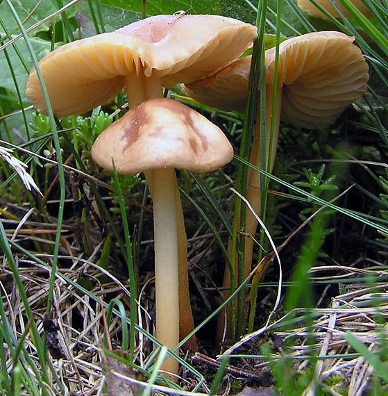 tanečnica poľná Marasmius oreades (Bolton) Fr.