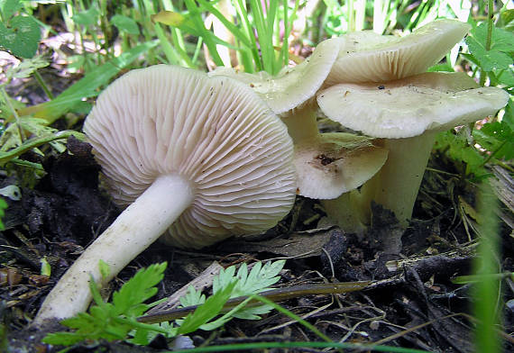 hodvábnica jarná Entoloma clypeatum (L.) P. Kumm.