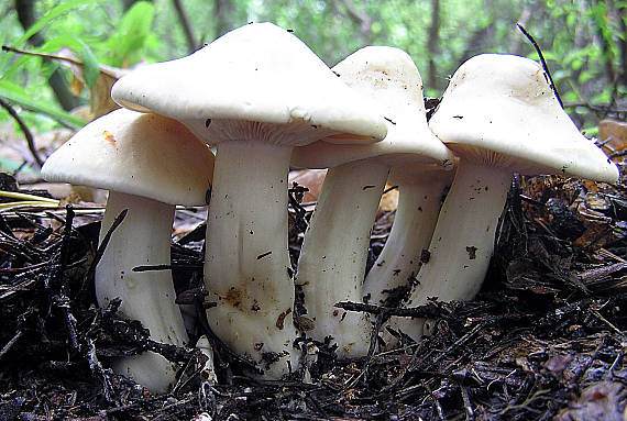 čírovnica májová Calocybe gambosa (Fr.) Donk