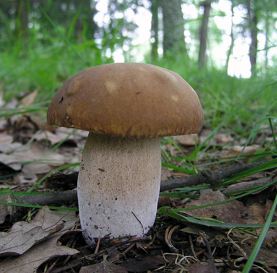 hríb dubový Boletus reticulatus Schaeff.