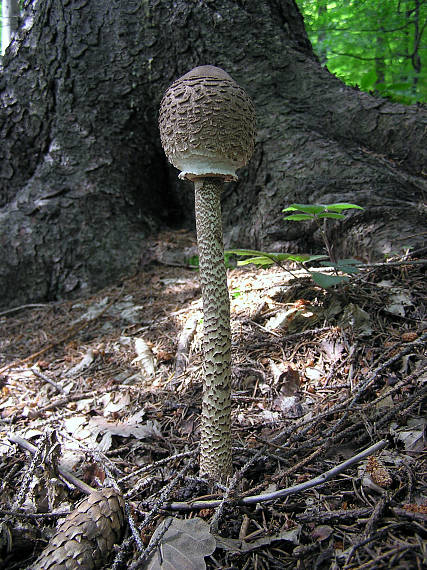 bedľa vysoká Macrolepiota procera (Scop.) Singer