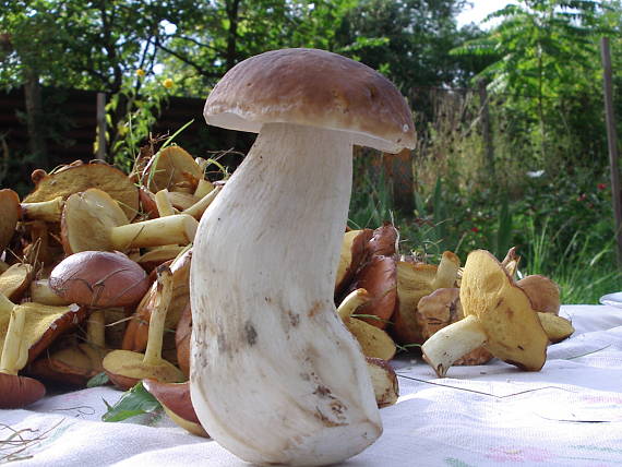 dubak Boletus edulis Bull.