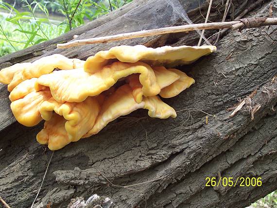 sírovec obyčajný Laetiporus sulphureus (Bull.) Murrill