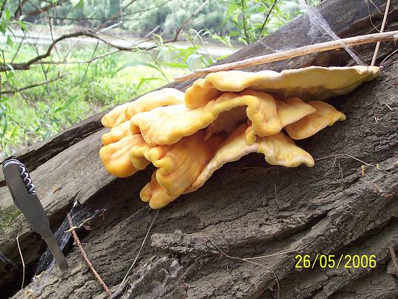 sírovec obyčajný Laetiporus sulphureus (Bull.) Murrill