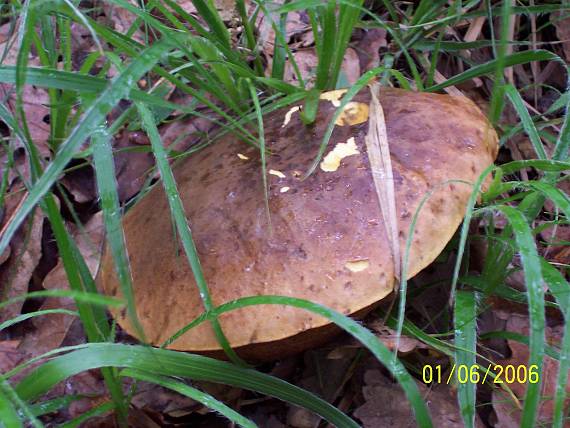 hríb Boletus sp.