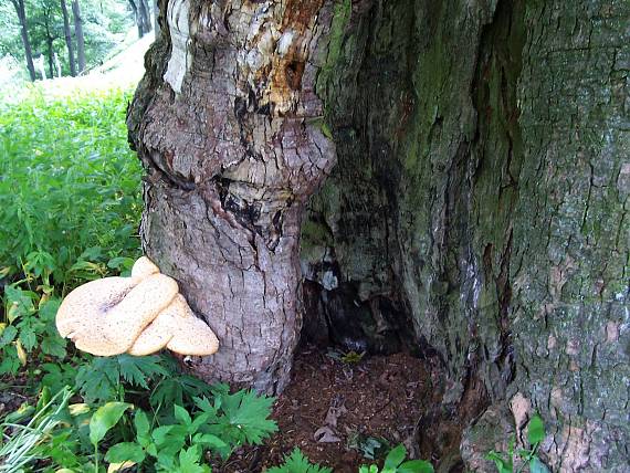 trúdnik šupinatý Cerioporus squamosus (Huds.) Quél.