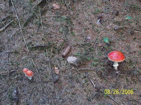 muchotrávky Amanita muscaria (L.) Lam.