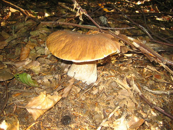 hríb Boletus sp.