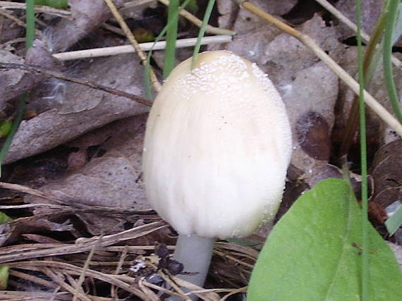 hnojník Coprinus domesticus