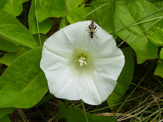 smädný   stehnáč chrobák z čeľade Oedemeridae.