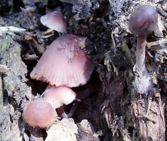 prilbička Mycena sp.