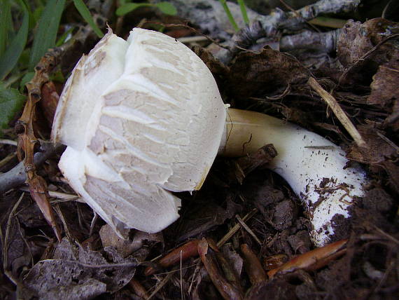 pečiarka Agaricus sp.