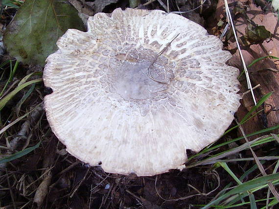 pečiarka dvojvýtrusná? Agaricus bisporus?