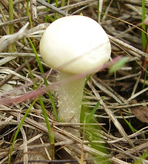 poľnička Agrocybe sp.