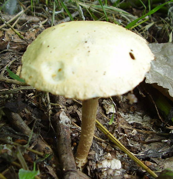 poľnička Agrocybe sp.