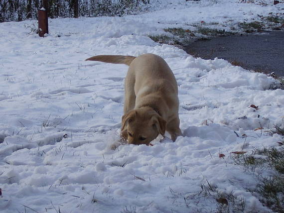 labrador retriever.