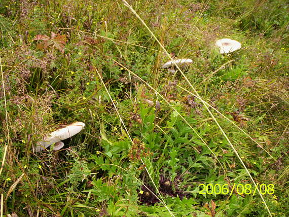 bedľa vysoká Macrolepiota procera (Scop.) Singer