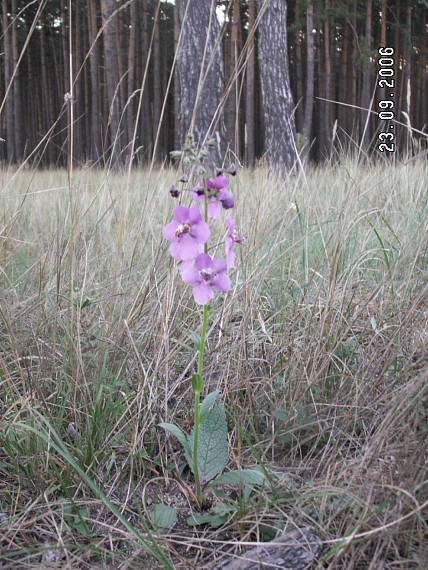 divozel tmavočervený Verbascum phoeniceum L.