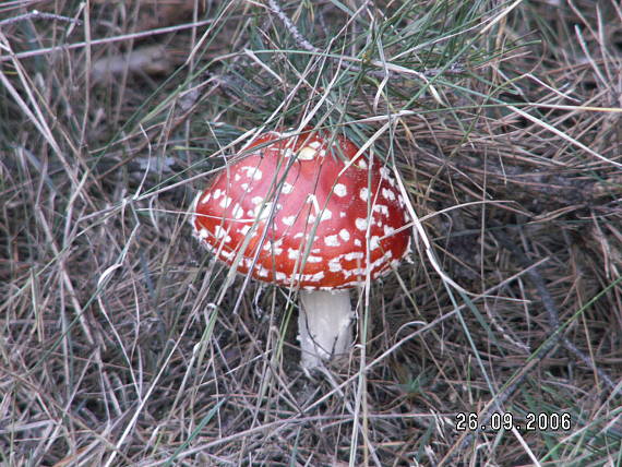 muchotrávka červená Amanita muscaria (L.) Lam.