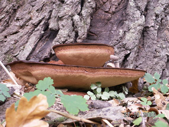 pečeňovec dubový Fistulina hepatica (Schaeff.) With.