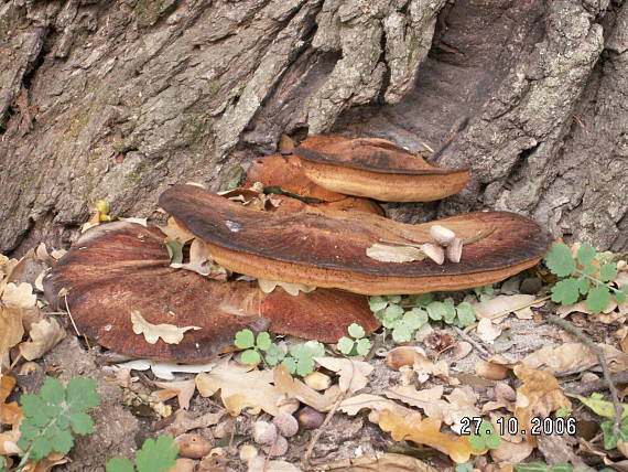 pečeňovec dubový Fistulina hepatica (Schaeff.) With.