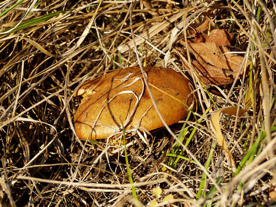 masliak Suillus sp.