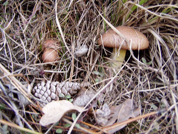 masliak Suillus sp.